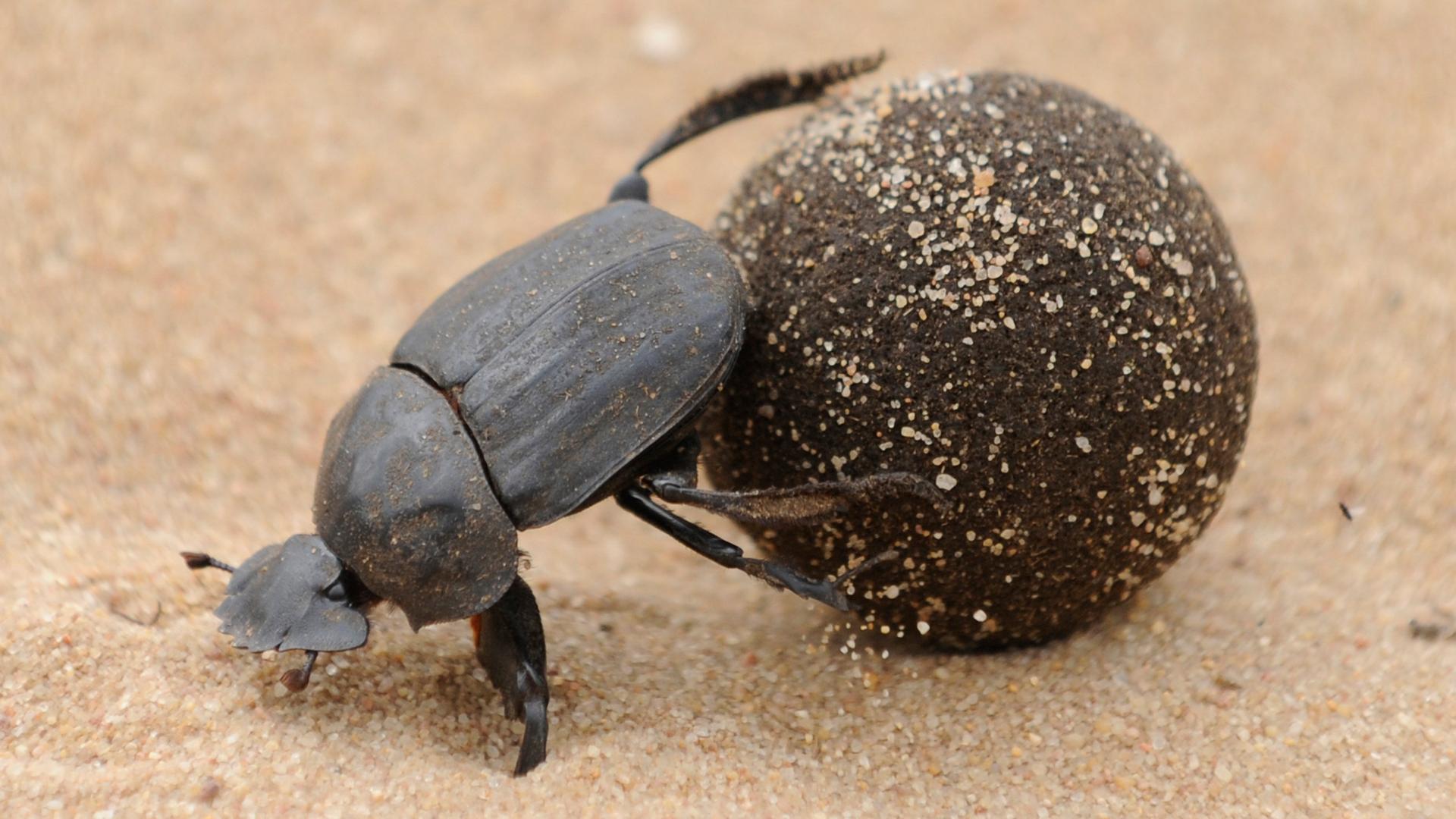 Mistkäfer rollt Dungkugel