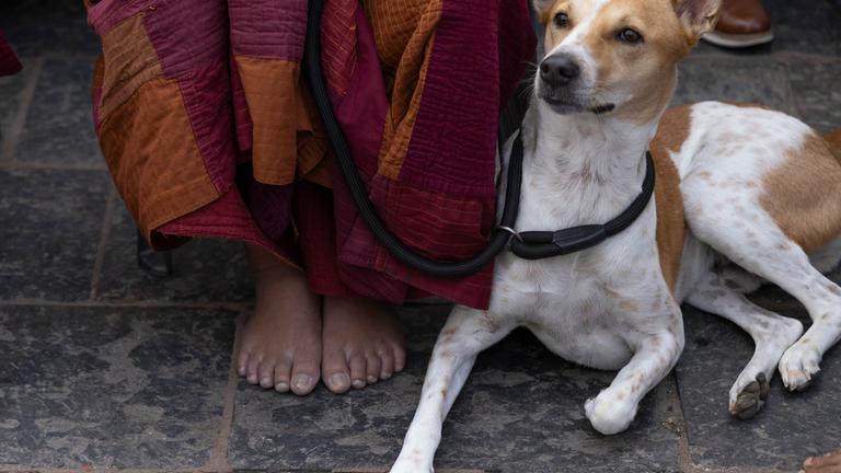 Ein Hund und ein Mönch