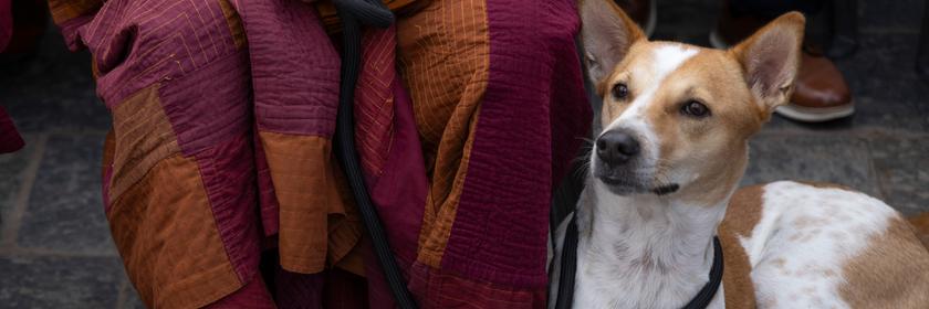 Ein Hund und ein Mönch