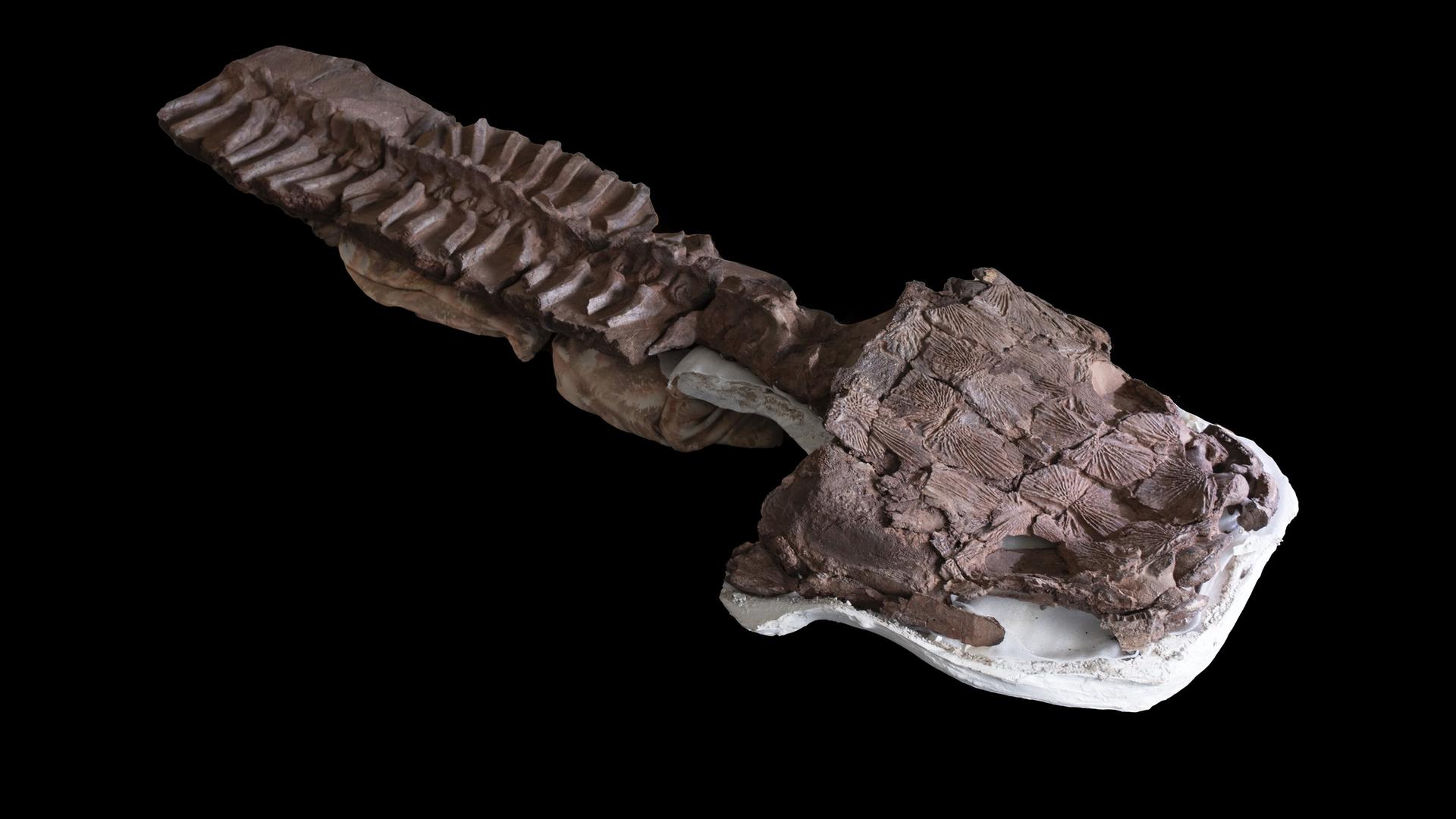 Urzeit-Wesen entdeckt: Gaiasia jennyae