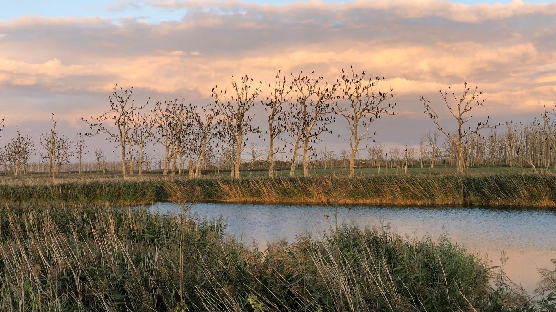 Moorlandschaft