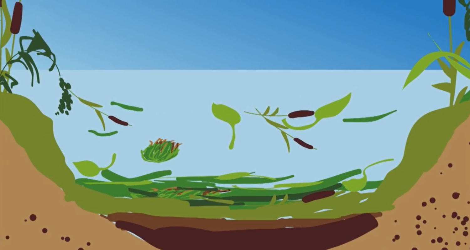Animation: Moorentstehung