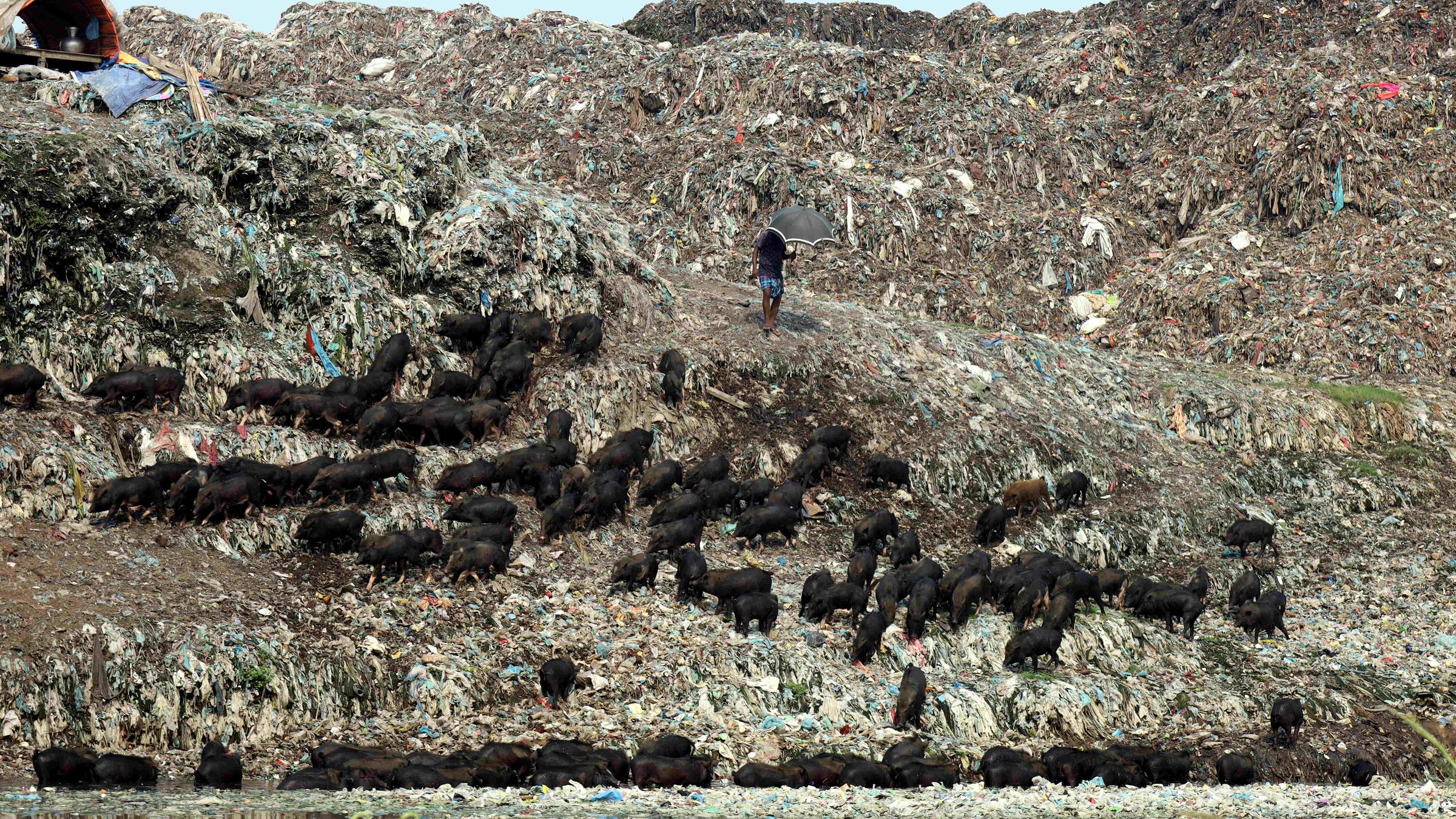 Schweine suchen auf riesigen Müllbergen in Bangladesch nach etwas Essbarem. 