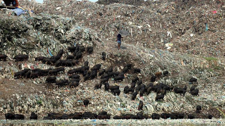 Schweine suchen auf riesigen Müllbergen in Bangladesch nach etwas Essbarem. 