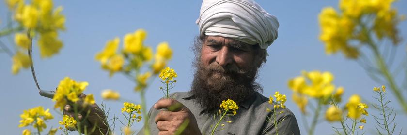 Ein Bauer überprüft die gelben Senfpflanzen auf einem Feld.