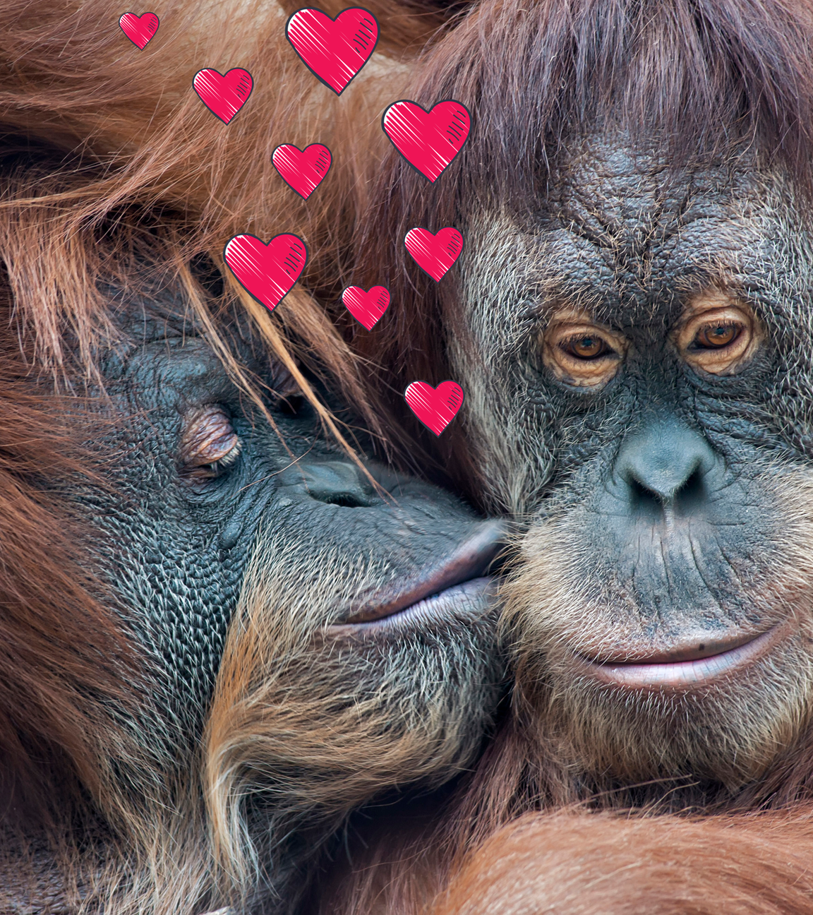 Küssende Orang Utans