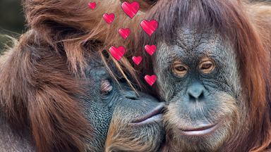 Küssende Orang Utans