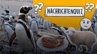 Nachrichtenquiz
