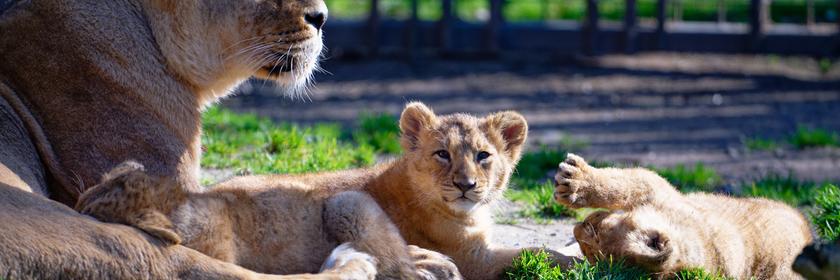 Löwen Nachwüchs Kölner Zoo