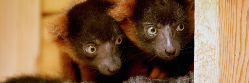 Die beiden Jungtiere der Roten Varis im Vogelpark sitzen in ihrem Gehege.