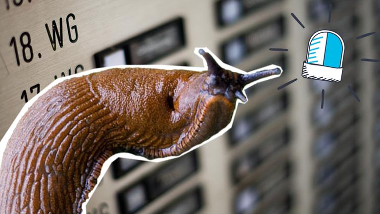 Die Klingelanlage eines Mehrfamilienhauses im Hintergrund, davor eine Nacktschnecke und eine Sprechblase mit Zeichen, die für Wut stehen. 