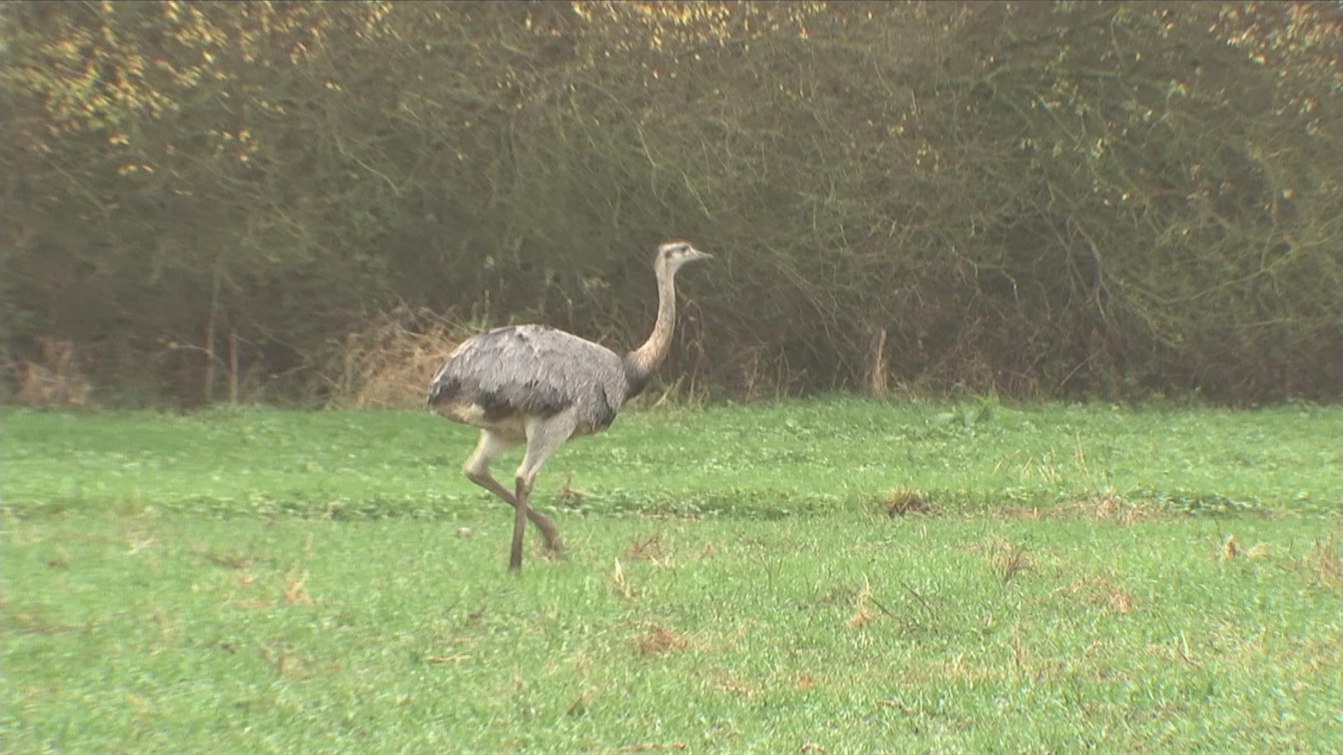 Laufvogel Nandu auf Wiese in Mecklenburg