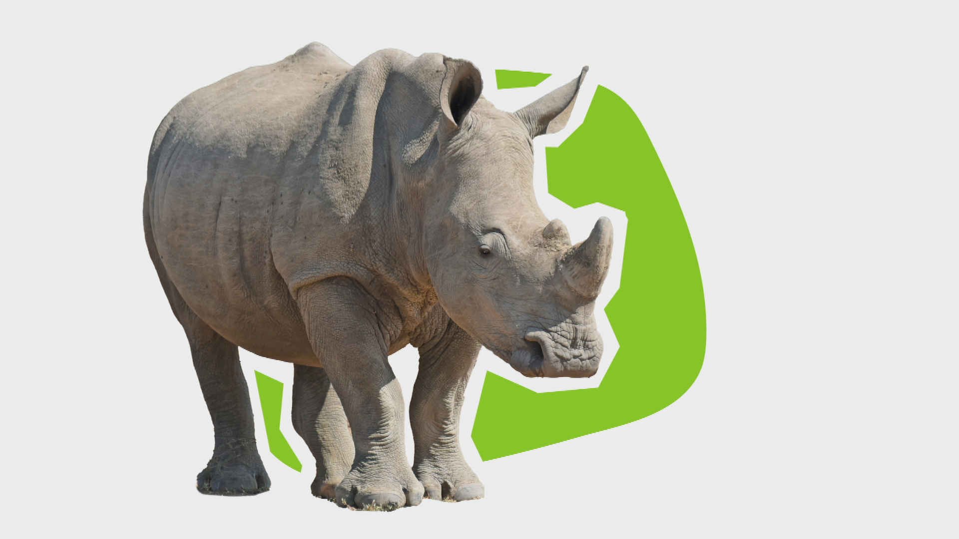 Nashorn schaut ins Bild