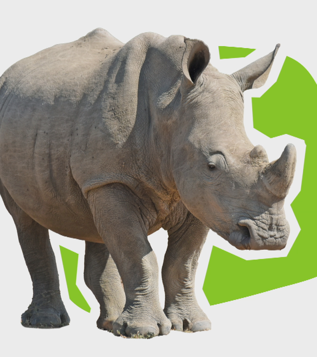 Nashorn schaut ins Bild
