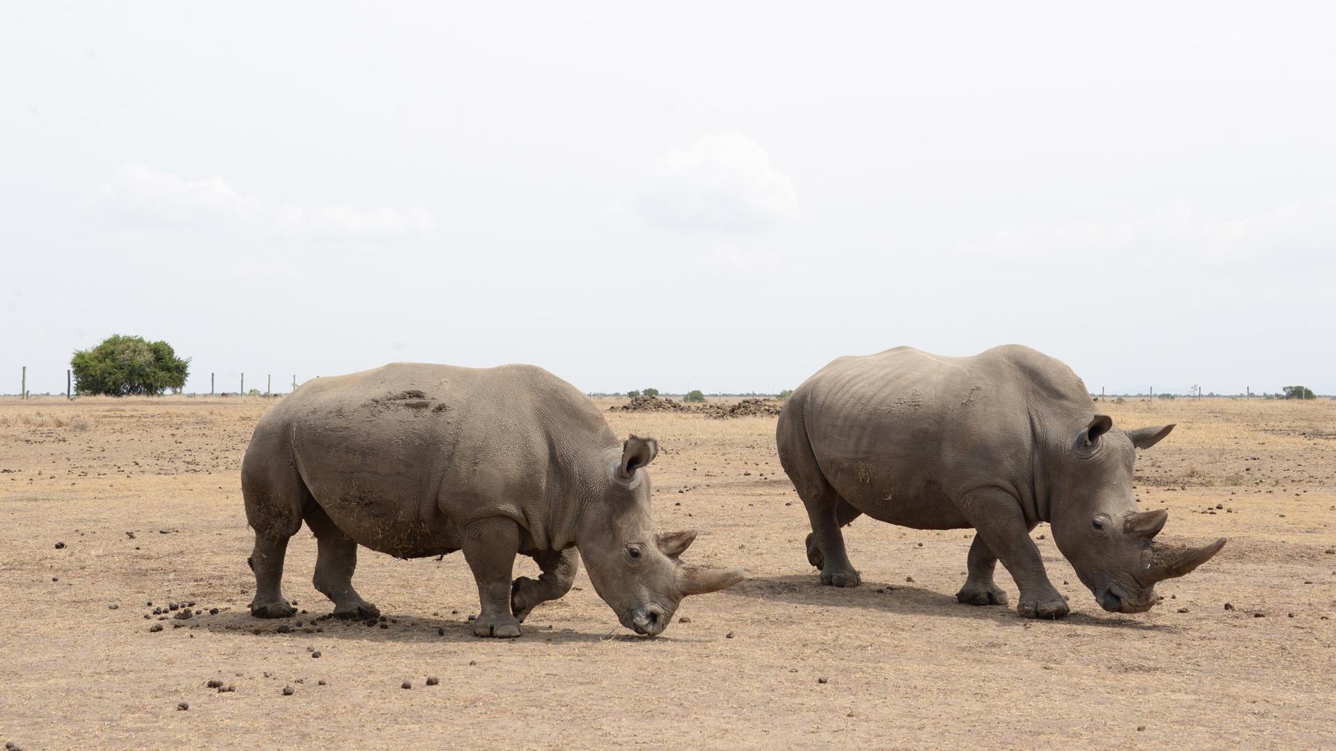 Nashörner auf Futtersuche