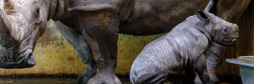 Nashorn Baby Liam in Osnabrück