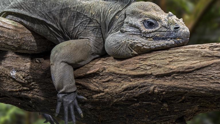 Nashornleguan