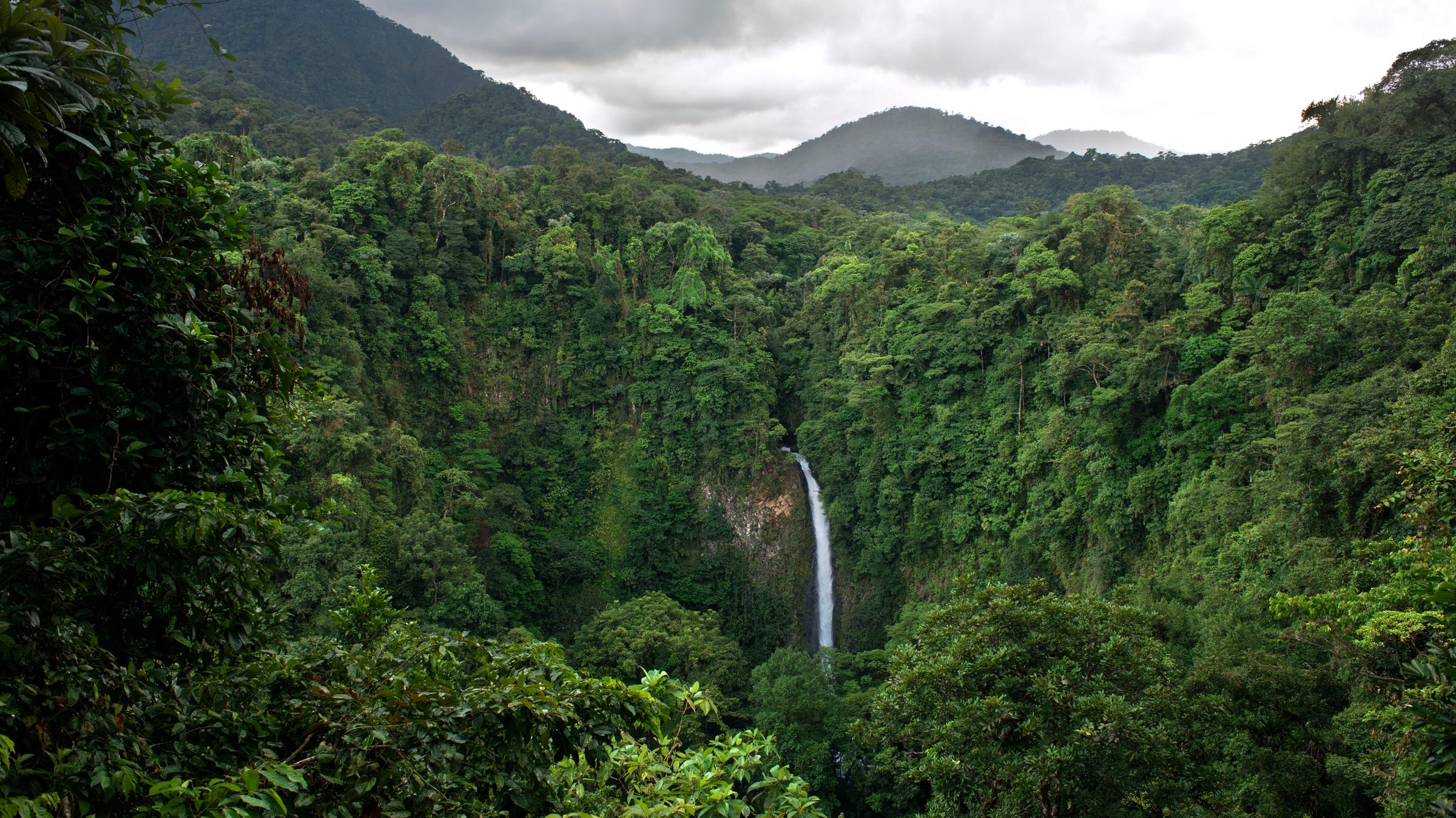 Regenwald in Costa Rica