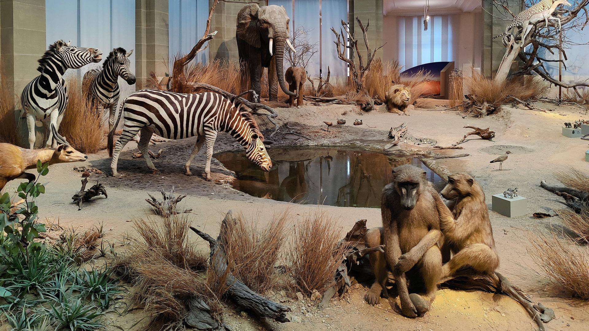 Naturkundemuseum König