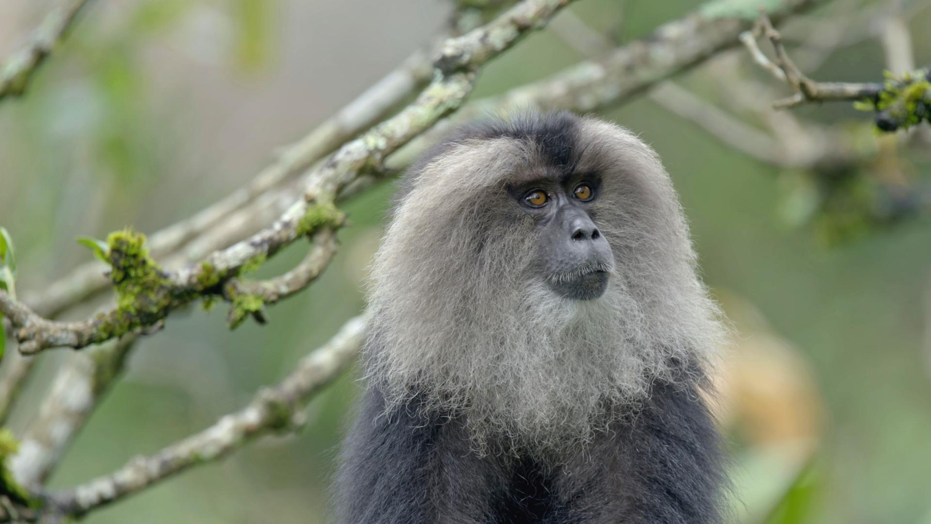 "Naturparadies: Indien - Schatzkammer der Evolution": Bartaffe im Portrait unter kahlen Ästen.