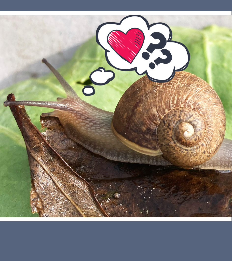 Ned, eine links herum gedrehte Schnecke mit Gedankenblase mit Herz und Fragezeichen.