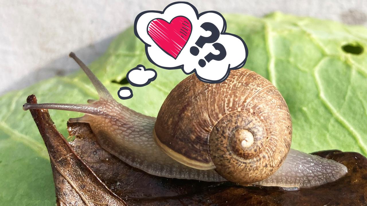 Ned, eine links herum gedrehte Schnecke mit Gedankenblase mit Herz und Fragezeichen.