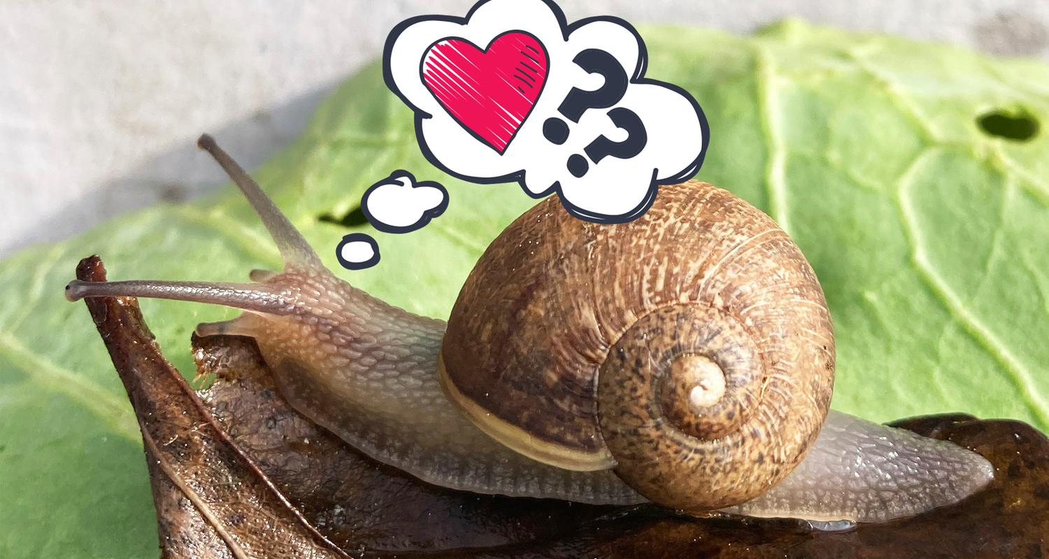 Ned, eine links herum gedrehte Schnecke mit Gedankenblase mit Herz und Fragezeichen.