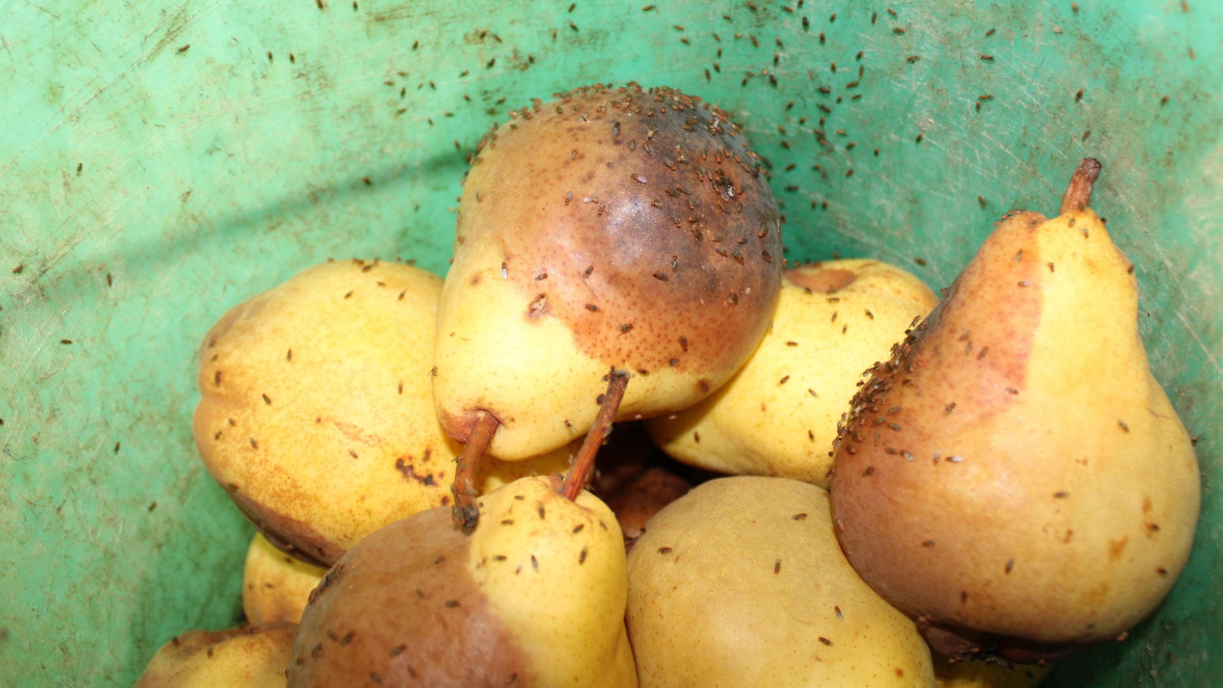 Fruchtfliegen befallen Birnen