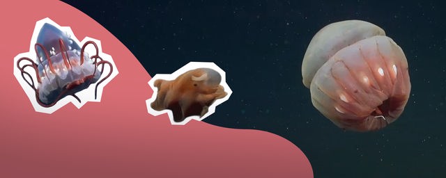 Drei Meerestiere vor einem Tiefsee-Hintergrund und eine rosfarbene Wellenform in der linken unteren Ecke