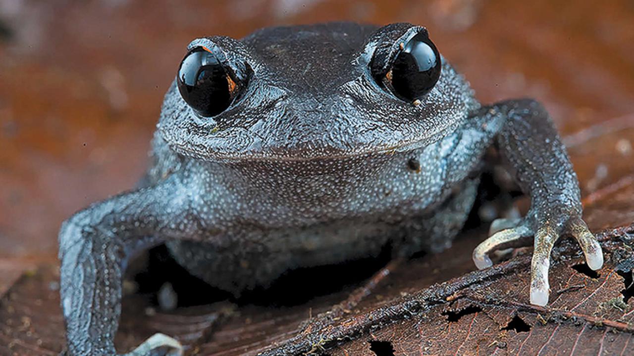 Ein Frosch mit sehr großen dunklen Augen
