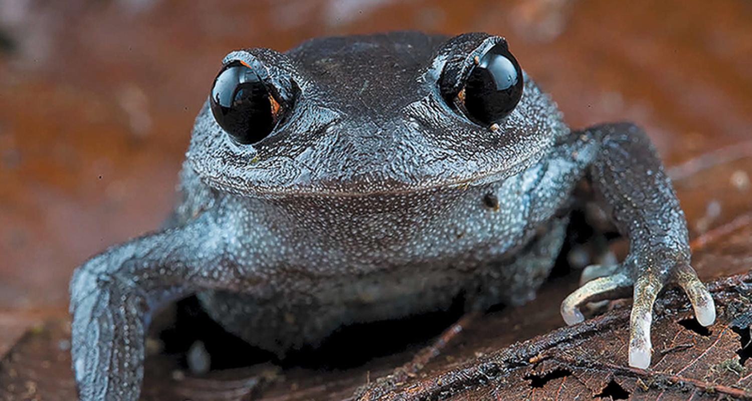Ein Frosch mit sehr großen dunklen Augen