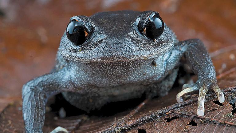 Ein Frosch mit sehr großen dunklen Augen