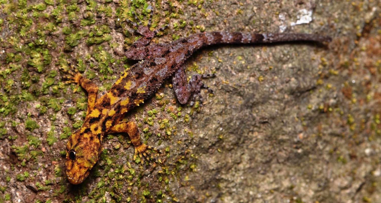 Ein Gecko.