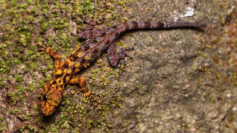 Ein Gecko.