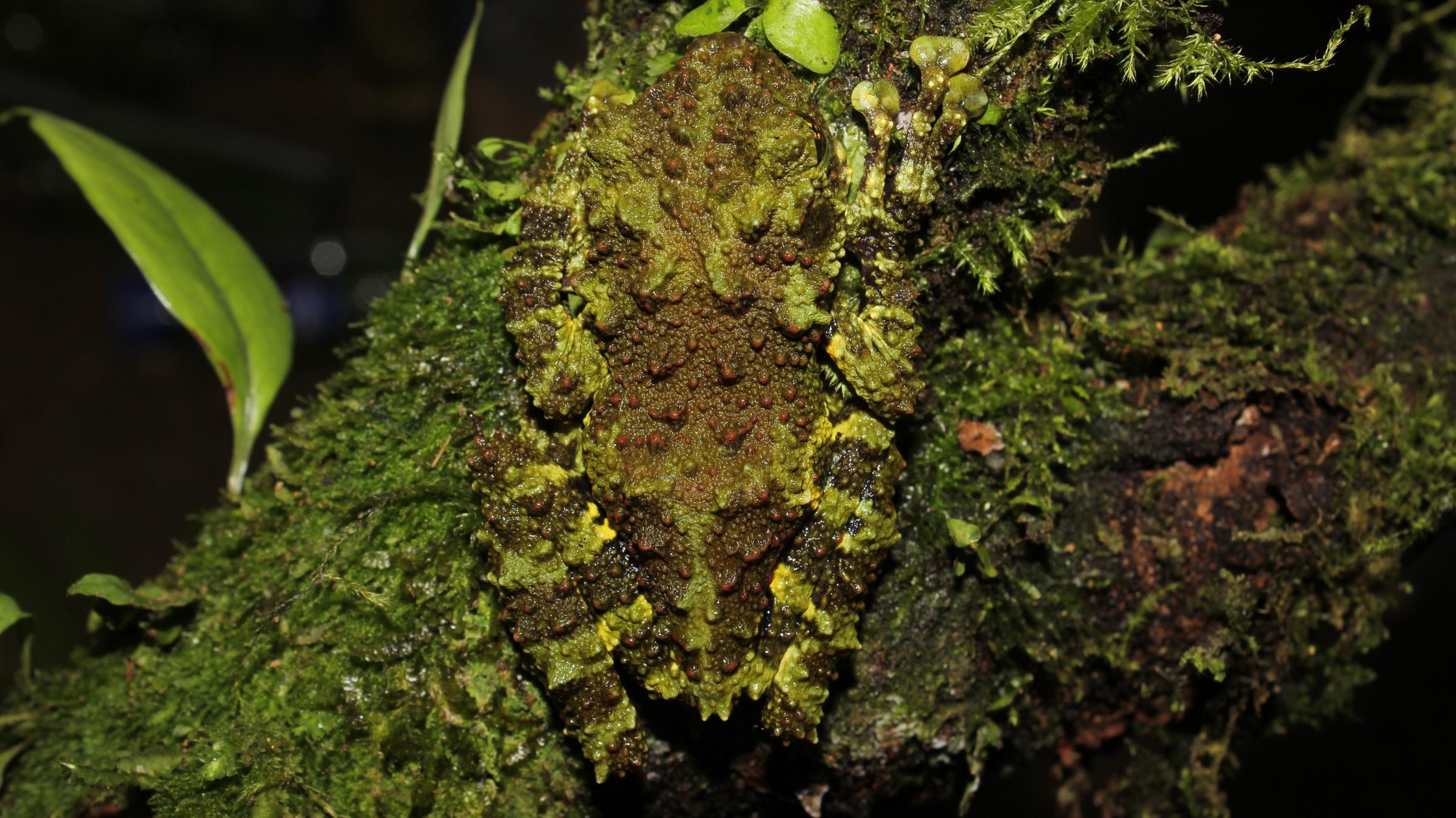 Neue Froschart entdeckt