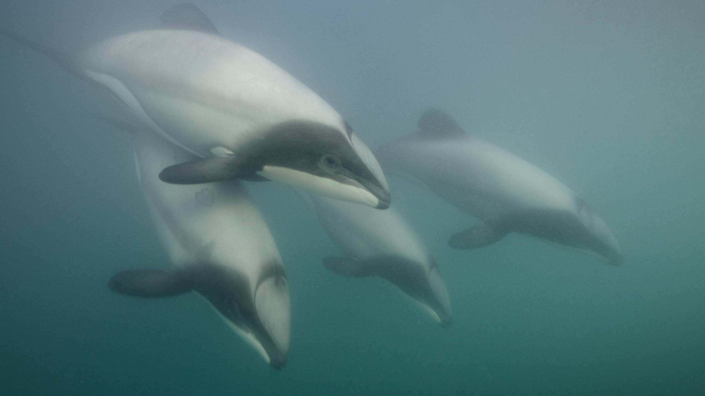 Hector-Wale an der neuseeländischen Küste
