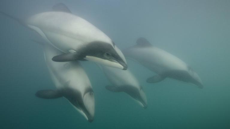 Hector-Wale an der neuseeländischen Küste
