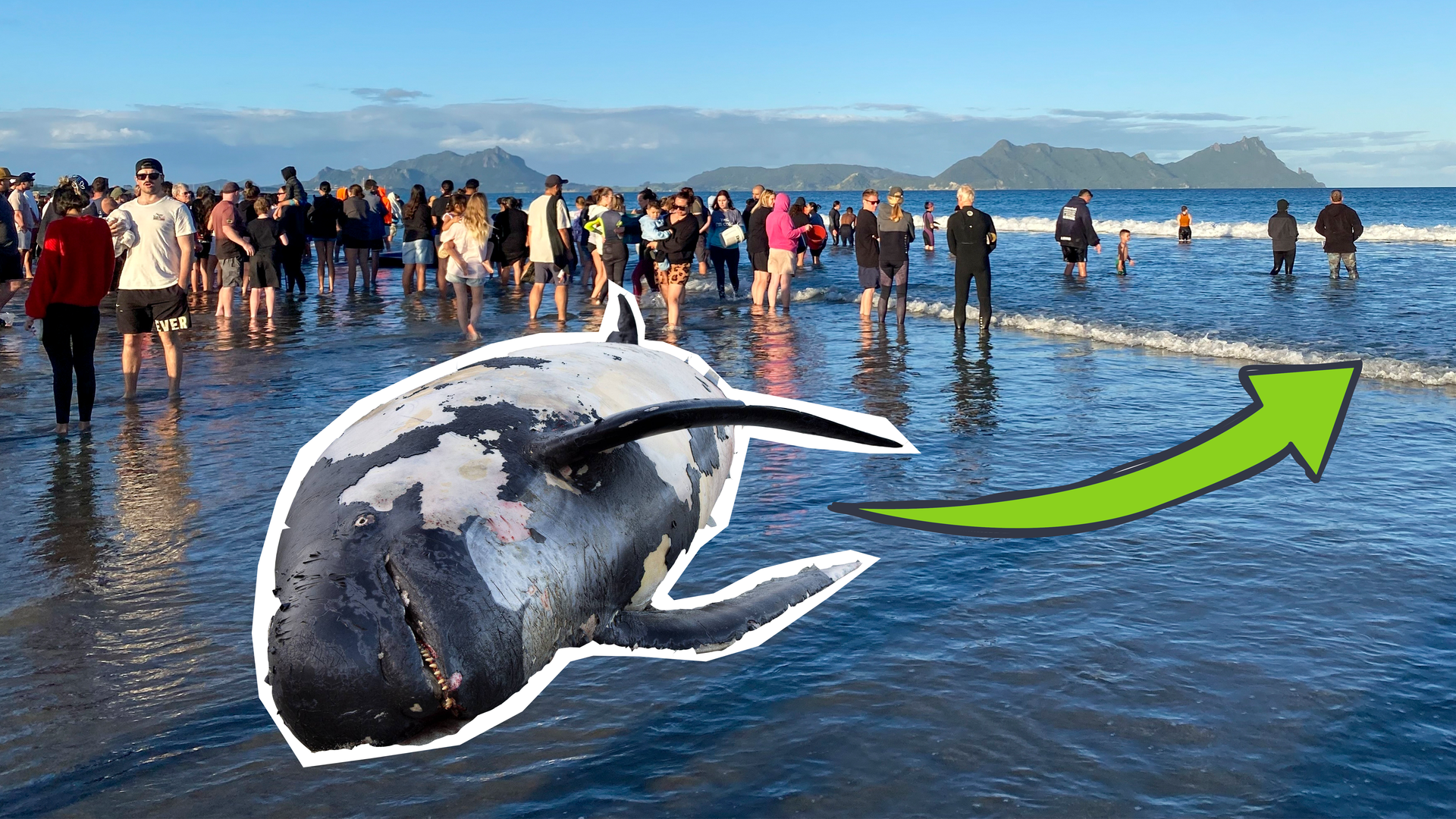 Neuseeland Walrettung