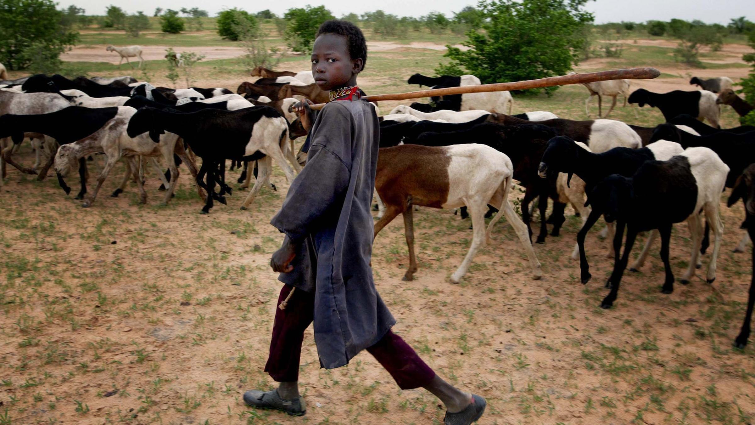 Ein Junge der Tuareg und Ziegen in Niger