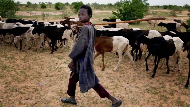 Ein Junge der Tuareg und Ziegen in Niger