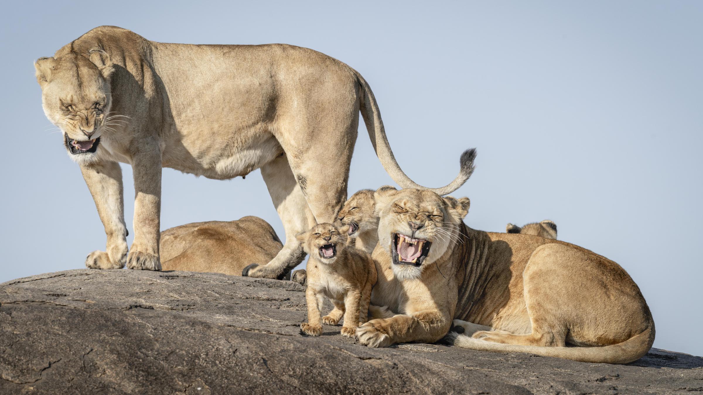 Aaahh, das ist alles so furchtbar ...