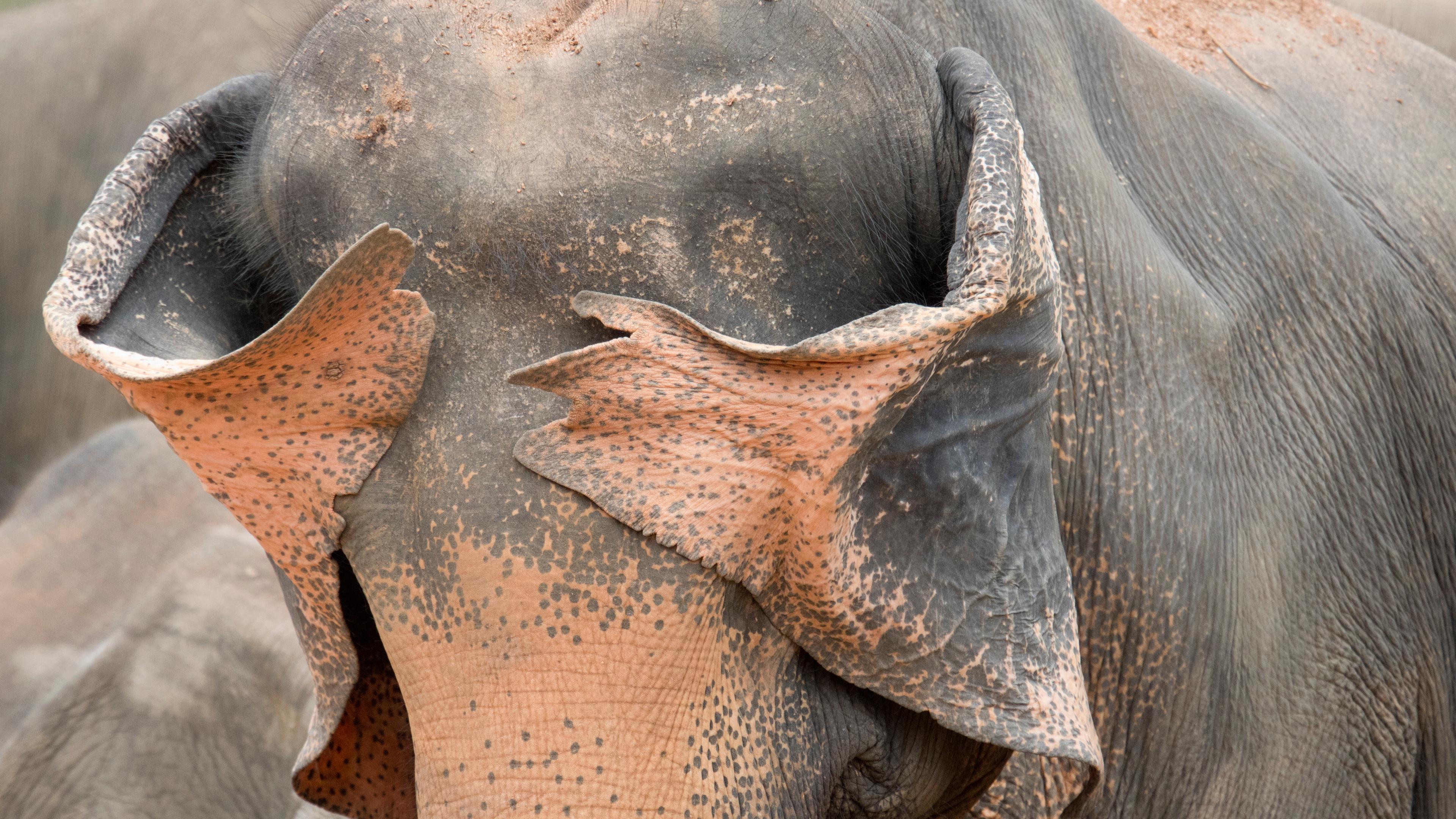 Wo ist der große graue Elefant? Guck, guck...!