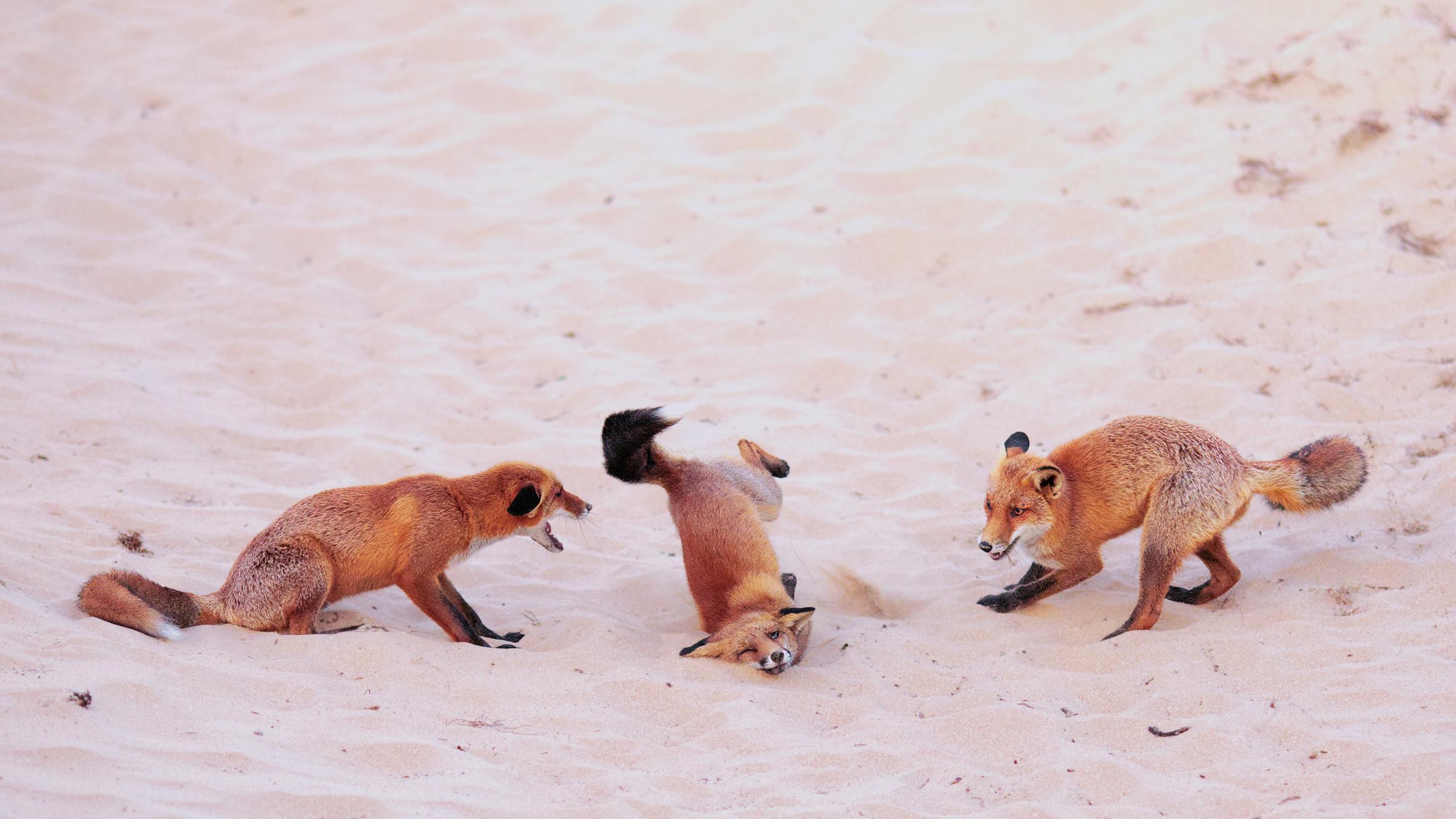 Drei Füchse, einer fällt hin
