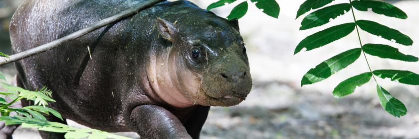 Das kleine Zwergflusspferd namens Brötchen geht neben der Mutter Debbi bei einem ersten Ausflug nach der Namensgebung im Zoologischen Garten.
