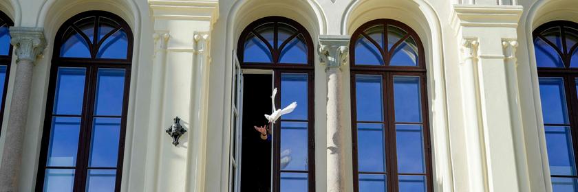 Taube fliegt aus Fenster