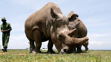 Breitmaulnashorn