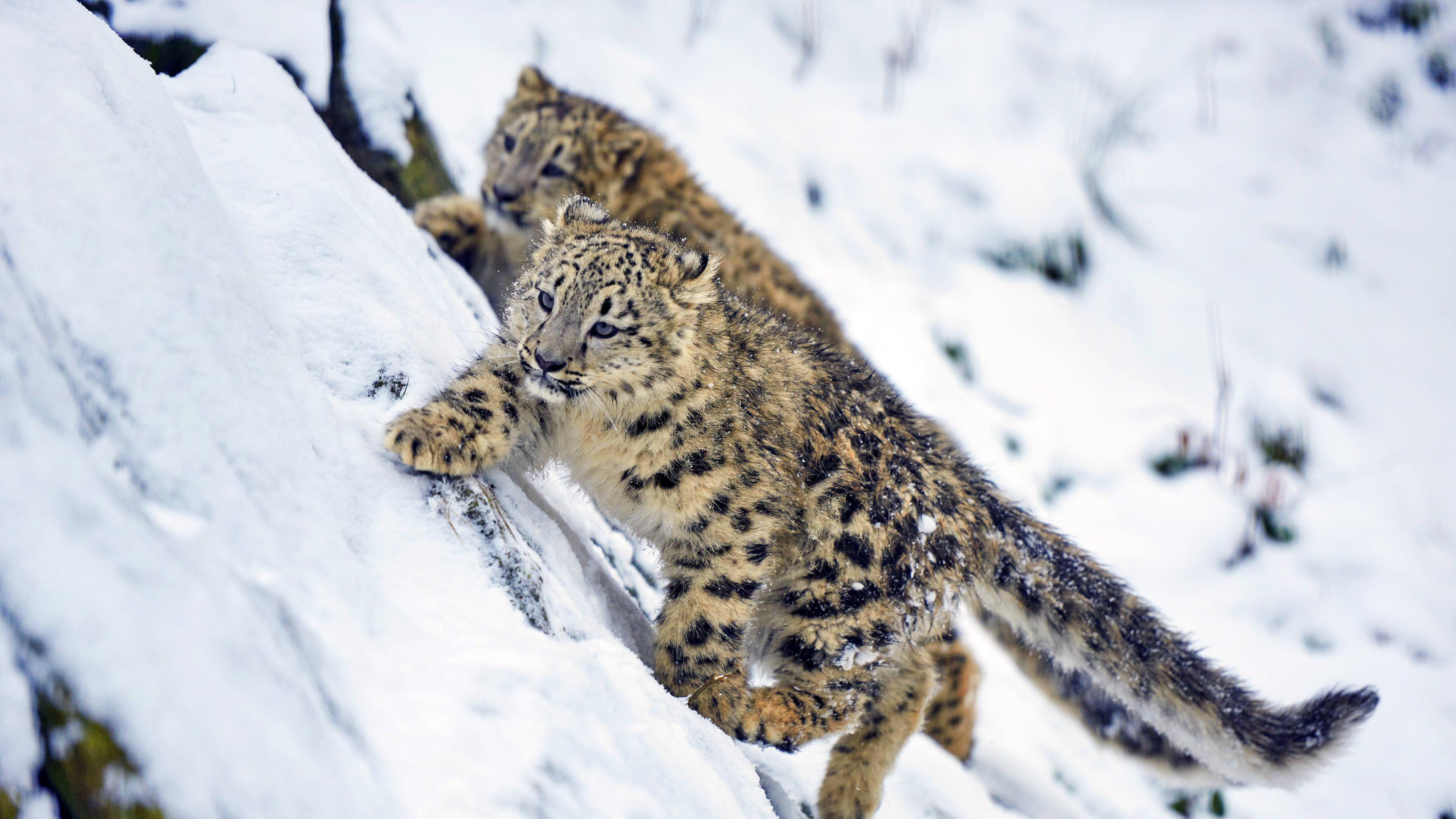 Zwei Schneeleoparden klettern einen Felsen hoch.