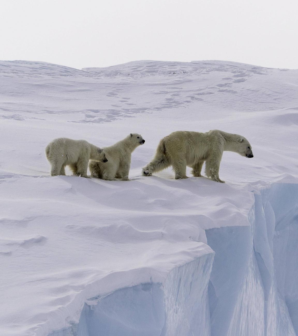 Eine Gruppe Eisbären in der Arktis.
