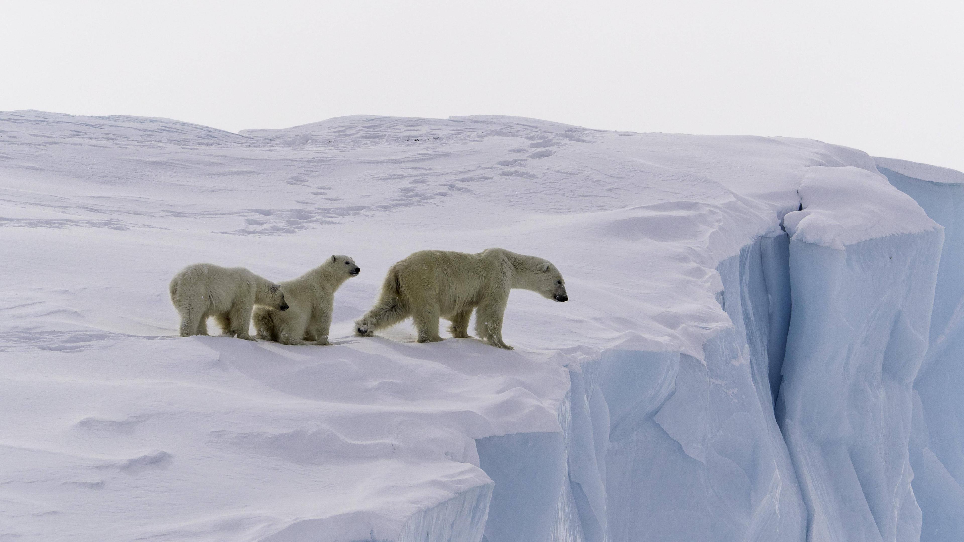 Eine Gruppe Eisbären in der Arktis.