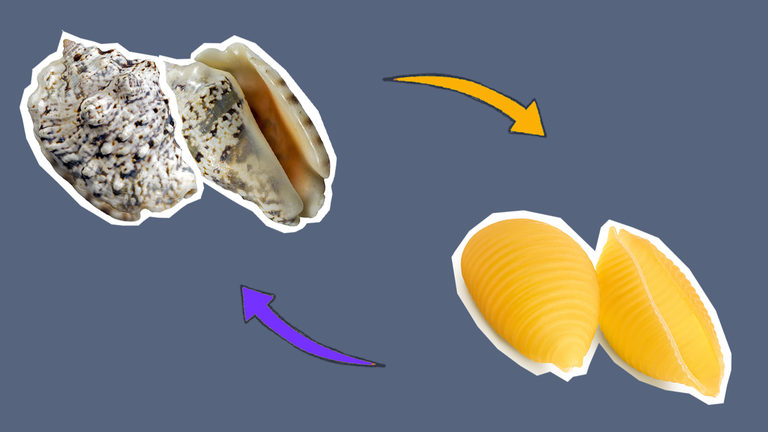 Muscheln = Conchiglie